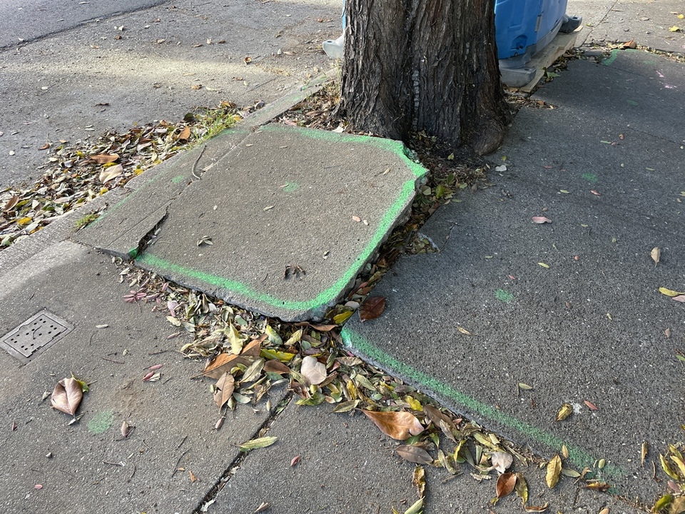 Baumwurzeln drücken im Lauf der Jahre die Platten hoch.