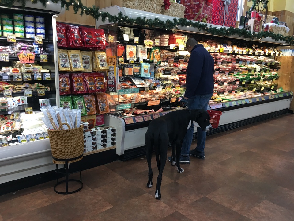 Dieses Kalb von Hund hat eigentlich im Lebensmittelladen "Trader Joe's" nichts zu suchen.