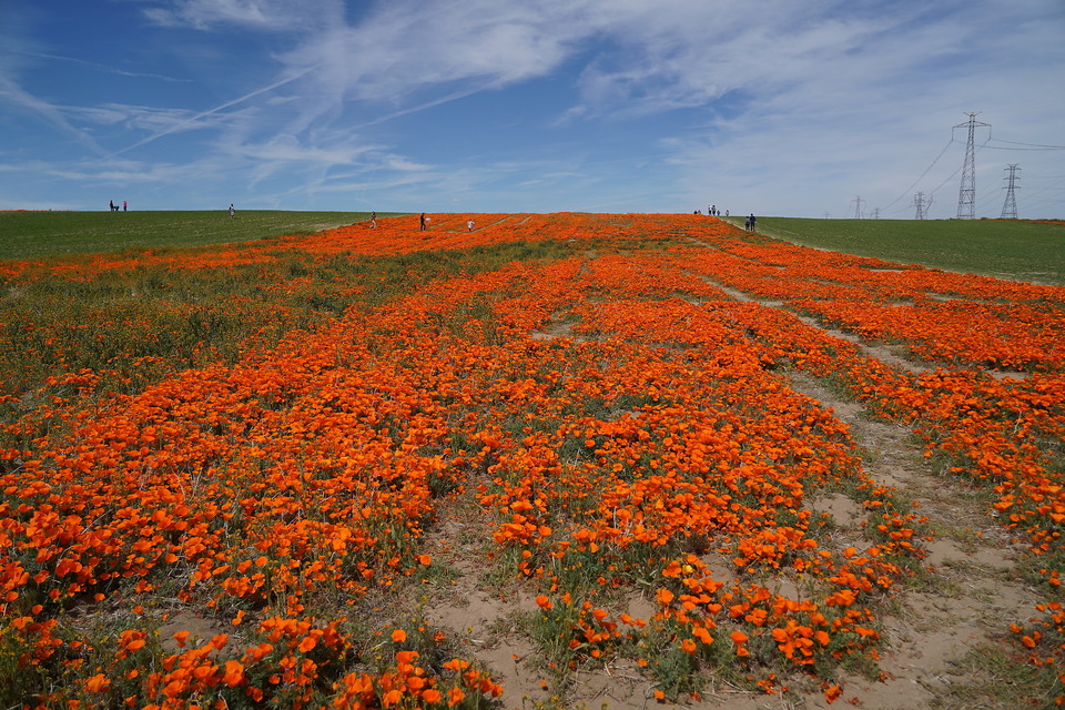 Ein Feld von California Poppies bei Lancaster in Kalifornien.