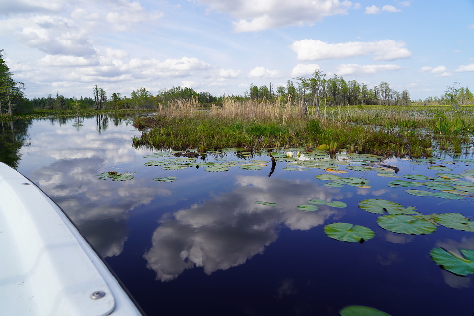 Mit einem Boot fahren wir durch den Okefenokee-Sumpf.