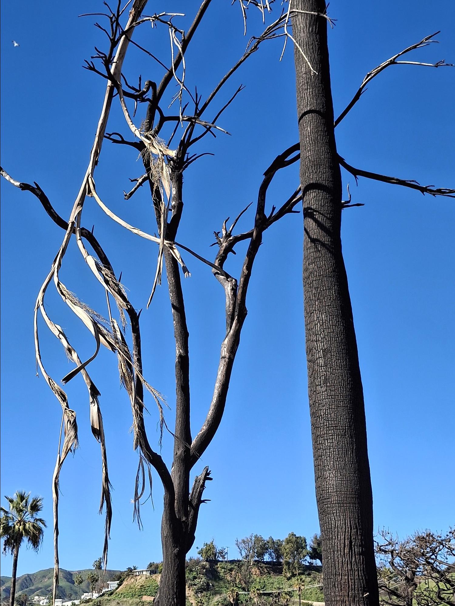 Burnt tree along the highway to Malibu.