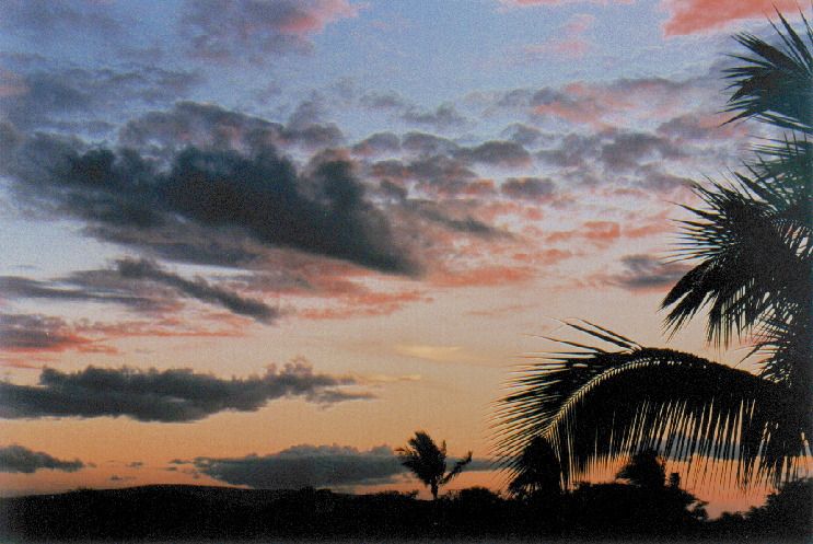Palme und Sonnenuntergang