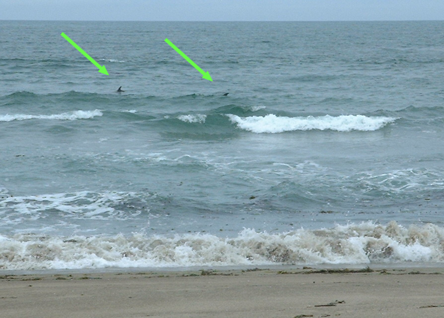 Zwei Delfine im Wasser bei Morro Bay
