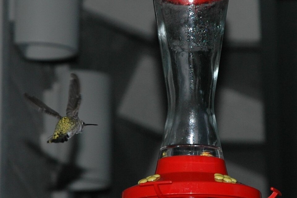 Kolibri im Anflug!