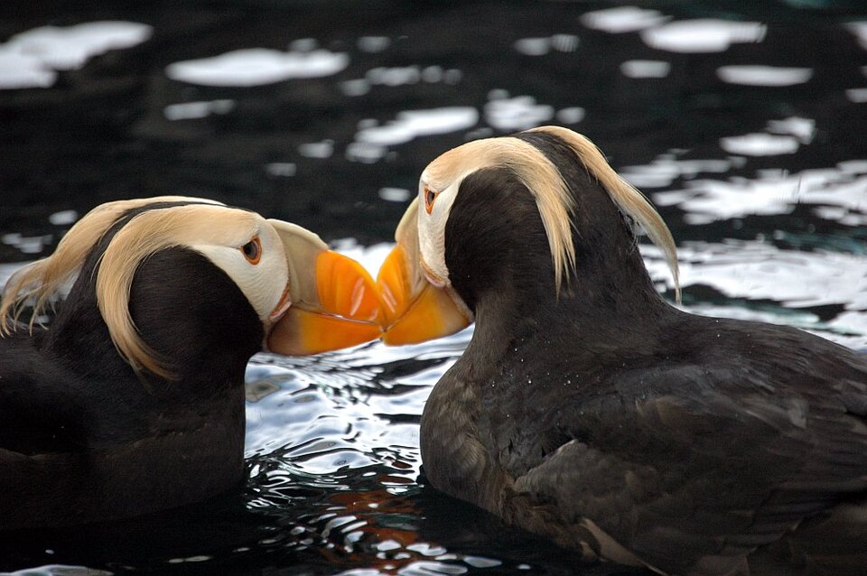 Die süßen Puffins