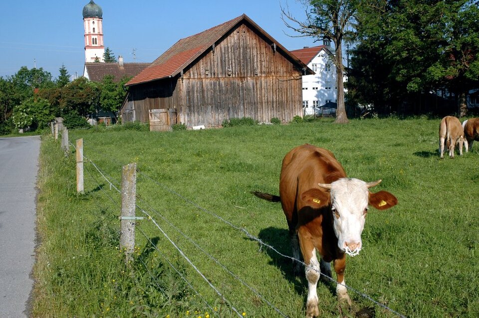 2000: Der BSE-Skandal kommt nach Deutschland.
