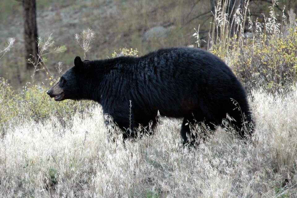 Eine ultragefährliche Schwarzbärensau, ungefähr 10 Meter von den rasenden Rundbriefreportern entfernt!