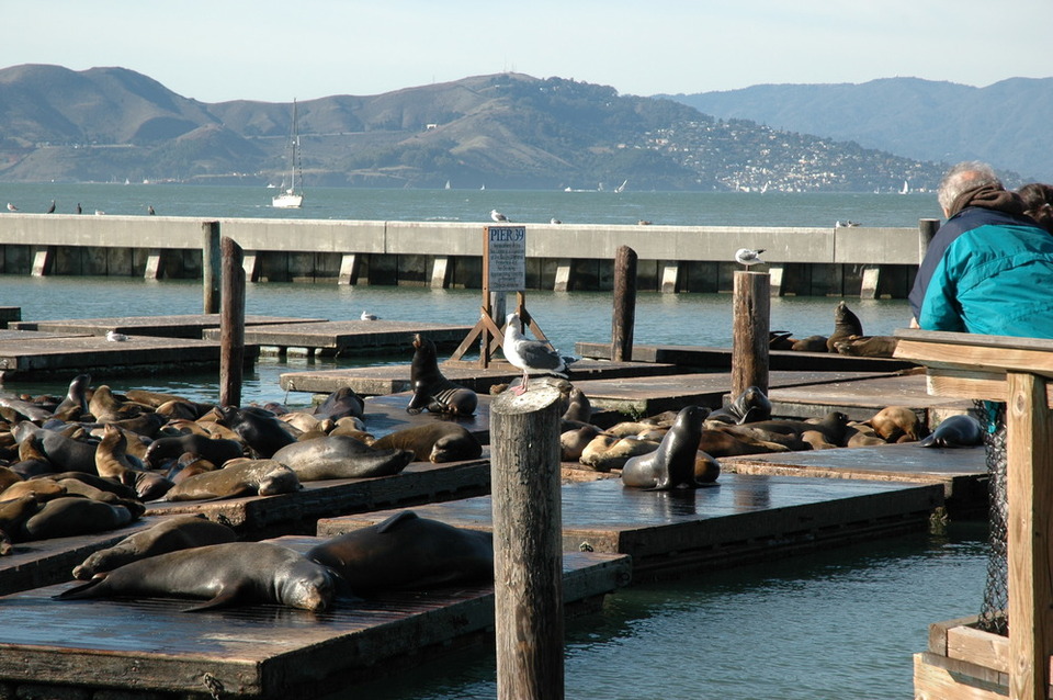 Gut, gut, die Robben am Pier 39 sind nicht schlecht.